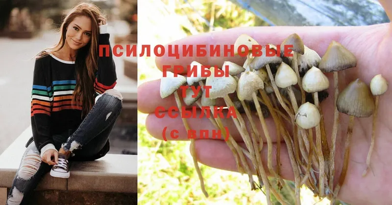 сколько стоит  Гремячинск  Галлюциногенные грибы Magic Shrooms 